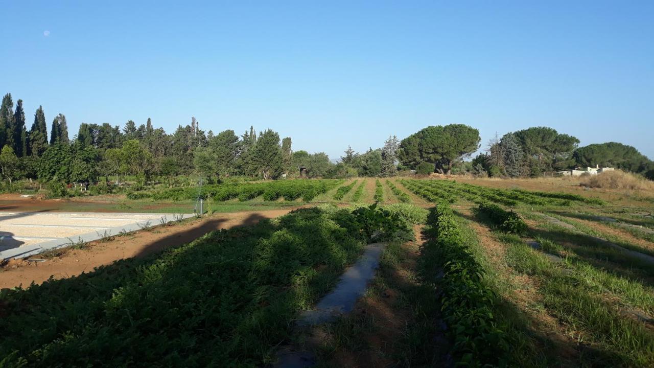 Villa Azienda Agricola I Peperoncini Alghero Exterior foto